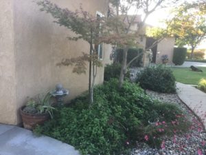 Planting Season is in full bloom! Plants, succulents, back yard