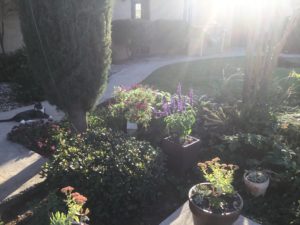 Planting Season is in full bloom! Plants, succulents