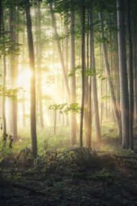 How To Live Life on Purpose. Photo of a beautiful forest. Photo by <a href="https://unsplash.com/@michael_g_krahn?utm_source=unsplash&utm_medium=referral&utm_content=creditCopyText">Michael Krahn</a> on <a href="https://unsplash.com/s/photos/forest?utm_source=unsplash&utm_medium=referral&utm_content=creditCopyText">Unsplash</a>