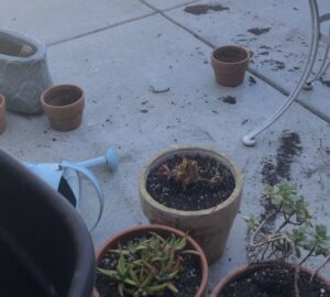Succulent, potted plants, soil, garden gloves,