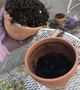 Planting Season is in full bloom! Succulent, potted plants, soil, garden gloves,