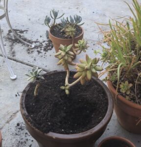 Planting Season is in full bloom! succulents, potted plant, new plant