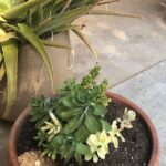 succulents, potted plant