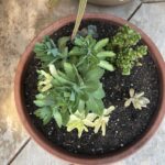 succulents, potted plant in garden