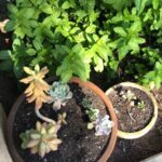 succulents, potted plant, terra cotta pot